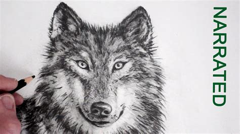 How To Draw A Realistic Wolf Narrated Youtube
