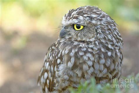 Burrowing Owl Athene Cunicularia Photograph By Jonathan Chancasana