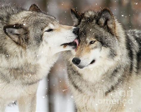 Wolf Kisses By Heather King Wolf Pictures Wolf Dog Breeds