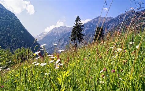 Alpine Meadow Alpine Meadow Mountain Alps Nature Landscape