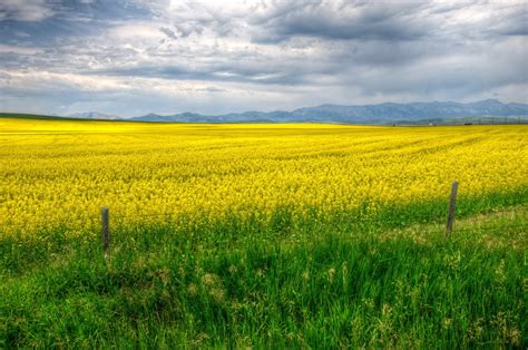 Yellow Grass Field Calgary Canada Hd Wallpaper