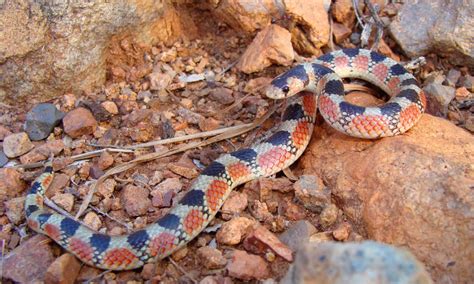 10 Snakes That Live In The Desert — 1 Is Terrifying A Z Animals