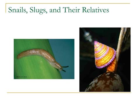 Ppt Chapter 27 Mollusks And Annelids Powerpoint Presentation Free