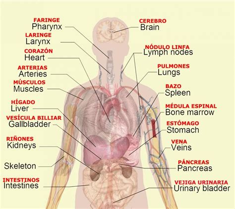 The following 15 files are in this category, out of 15 total. Body Organs Diagram | Body organs diagram, Human body ...