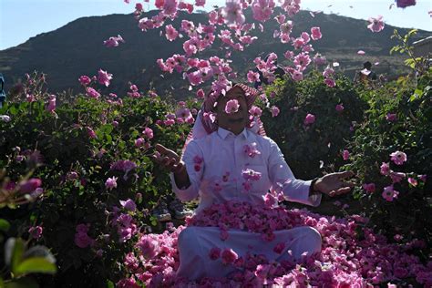 Saudi Arabias City Of Roses Inside The Bin Salman Farm In Taif In Pictures