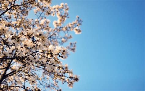 White Cherry Blossom Leaves On Blue Sky Hd Wallpaper Wallpaper Flare
