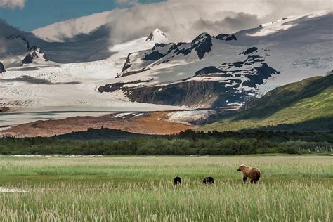 Usa Alaska Katmai National Park Photograph By Frank Zurey