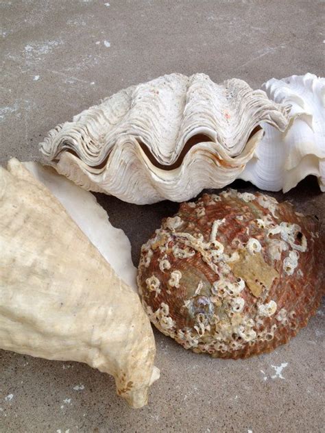 Reserved Item A Collection Of Large Vintage Sea Shells That Etsy