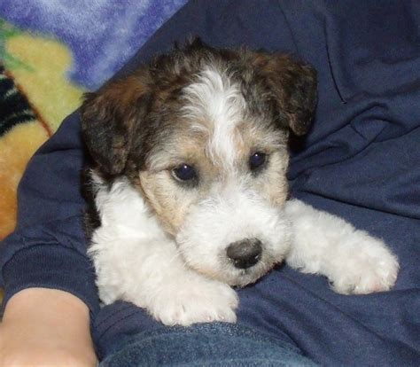 Cute Babe Wire Haired Fox Terrier Puppy Cuddle Time Perro Fox Terrier Fox Terrier Puppy