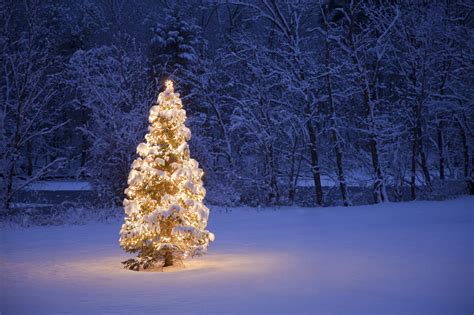 Christmas Tree Swingle Landscape Lawn Care And Tree Service
