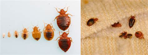 Bed Bug First Stage Larvae