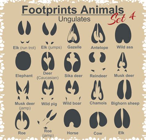 Various Footprints Animals Design Vectors 02 Gooloc