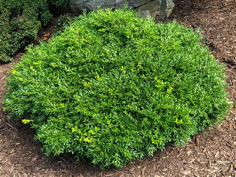 Buy Franklins Gem Boxwood Plants Stadler Nurseries