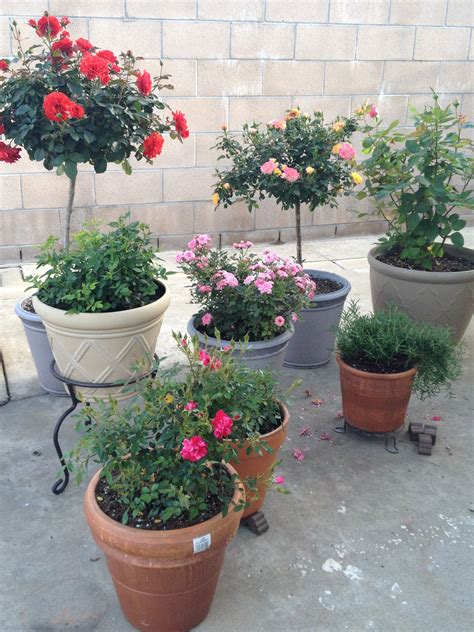 A Few Of My Container Roses In My Patio Area So Far They Off To A Good