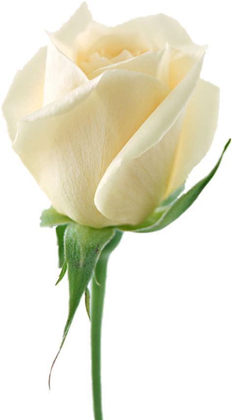 White Rose Png Image Flower White Rose Png Picture Transparent Image