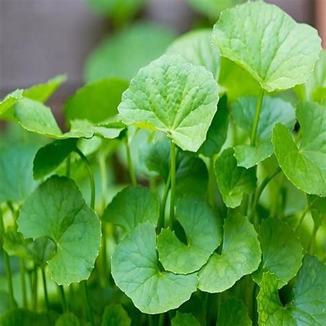 Brahmi Big Leaved Indoor Plants Exotic Flora