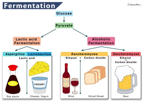 Fermentation Definition Types Process Equation