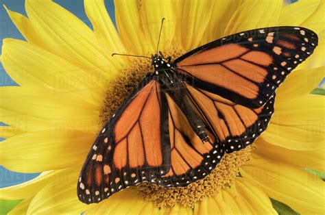 Alphabet from flowers with butterflies and ladybug. Monarch Butterfly On Sunflower. - Stock Photo - Dissolve