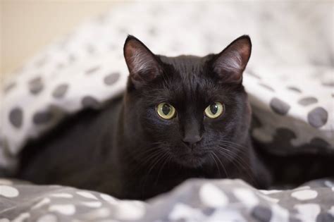 List Of Black Cat Breeds With Pictures Keepingdog