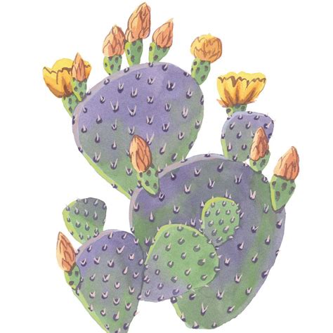 Cactus Illustration Botanical Illustration Painting Inspiration Art