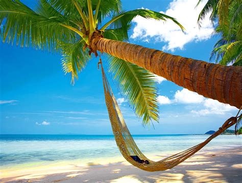 720p Free Download Tropical Hammock Sunny Palm Bonito Hammock Clouds Sea Beach Tropics