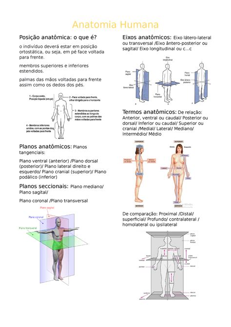 Introdução A Anatomia Humana Anatomia Humana Posição Anatômica O Que