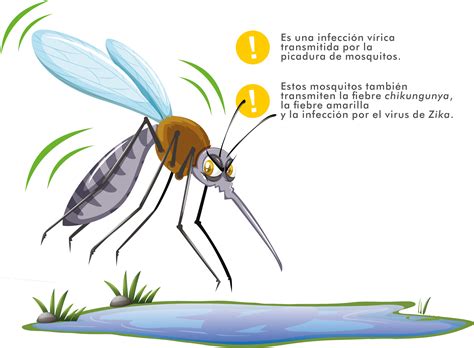 Preguntas Frecuentes Dengue Centro Universitario De La Costa
