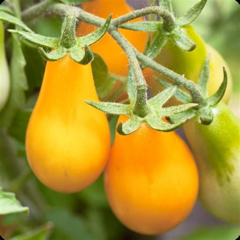 Yellow Pear Cherry Tomato Seeds Heirloom Untreated Non Gmo From