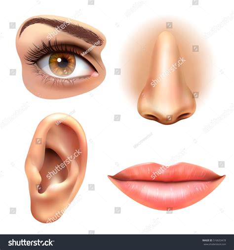 Vocabulary human face parts online worksheet for primary school. Human Face Parts 4 Sense Organs Stock Vector 516633478 ...