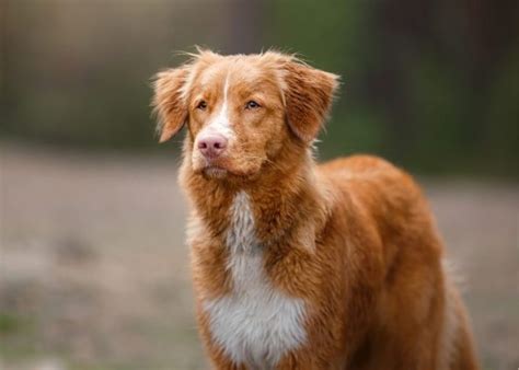 The Red Dog Breed Parade Unveiling The 15 Most Eye Catching Canines