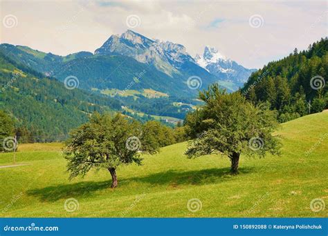 Alpine Landscape Two Trees And Mountains In The Background Stock Photo