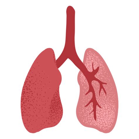Pulmones Humanos Silueta Roja Descargar Pngsvg Transparente Images
