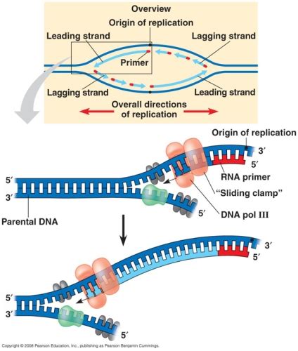 10 Facts About Dna Replication Fact File