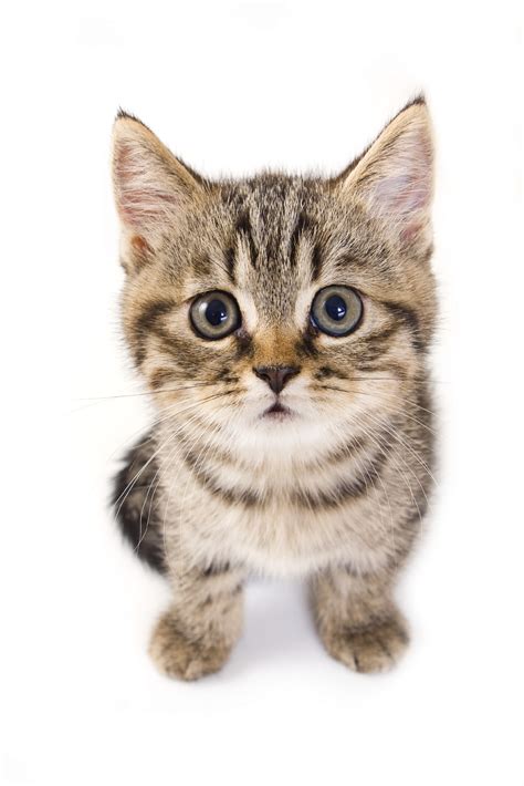 Best 46 Kitten No Background On Hipwallpaper Cute