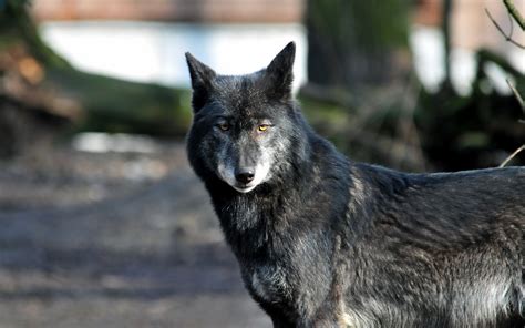 Wolf Wolves Predator Carnivore Fg Wallpapers Hd Desktop And