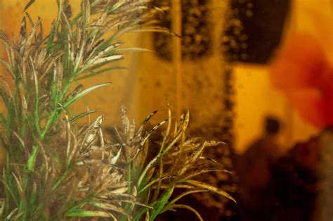 Brown Algae In Fish Tank How To Get Rid Of It For Good Aquariadise