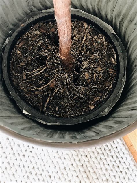 This tree you see here is our first success. A Growing Fiddle Leaf Fig? - The Inspired Room
