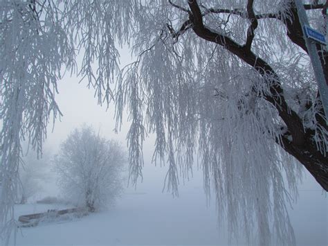 Free Images Tree Nature Forest Branch Snow Cold