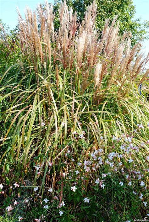 Dein hagebuttenkranz ist ganz wundervoll und die apfeldeko ist so herrlich sommerfrisch. Berauschend: ein Garten mit Gräsern | Gräser im garten ...