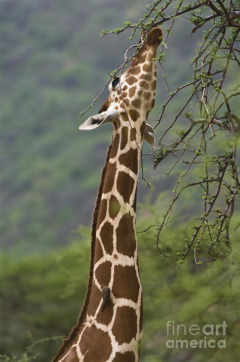 Giraffe Eating An Acacia Tree The Iconic African Photo Photo My Xxx