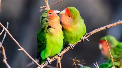 Love Birds Wallpapers High Quality Download Free