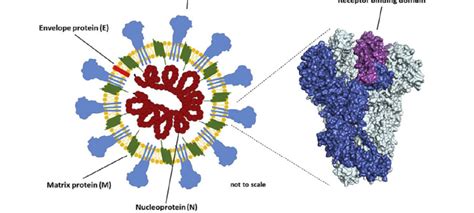 Erklärung für die formulare in leichter sprache (pdf, 230 kb, datei ist barrierefrei⁄barrierearm). Wie der Covid-19 mRNA Impfstoff wirkt | ÖTZTAL APOTHEKE ...