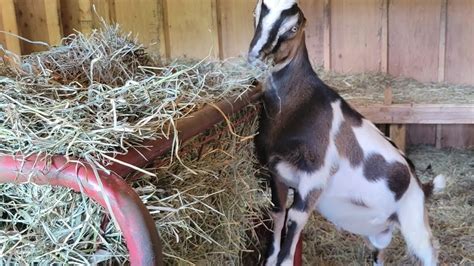 Bringing Our New Breeding Buck Goat Asher Home Youtube