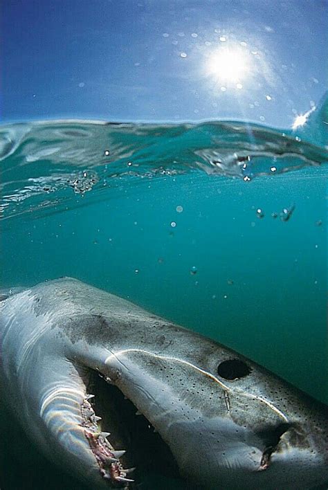 Pin By Jennifer Young On Sharks Shark Pictures Shark Fishing Great
