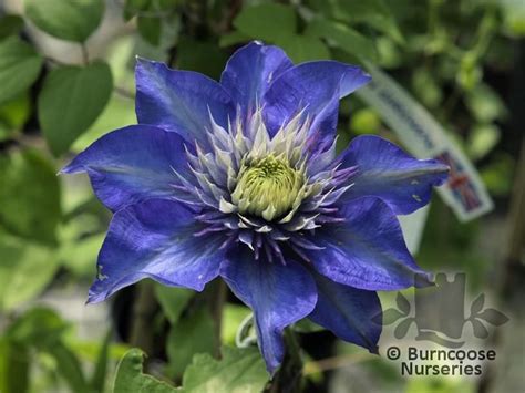 We did not find results for: Clematis 'Multi Blue' from Burncoose Nurseries Large ...