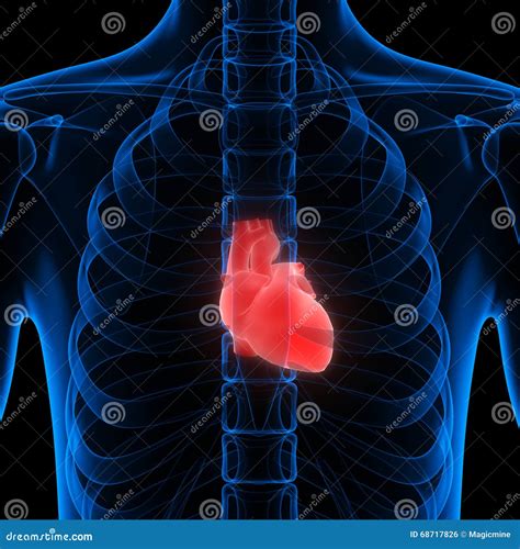 Órganos Del Cuerpo Humano Corazón Stock De Ilustración Ilustración