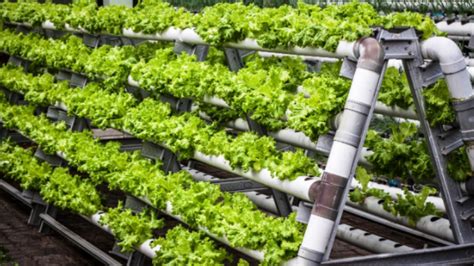 How To Set Up A Hydroponics Farm Profitably Elagreens