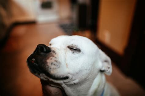 Cute Dog With Closed Eyes At Home · Free Stock Photo