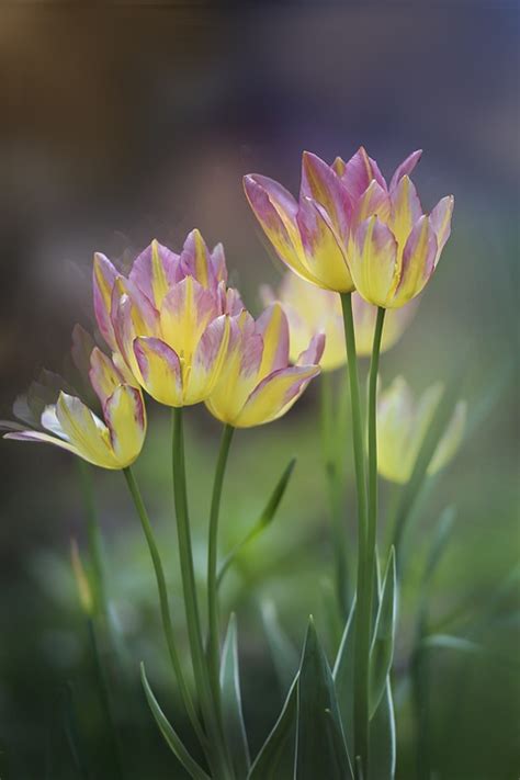 Tulips Flowers Spring Free Photo On Pixabay Pixabay