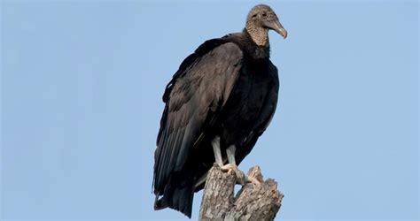 Black Vulture Identification All About Birds Cornell Lab Of Ornithology